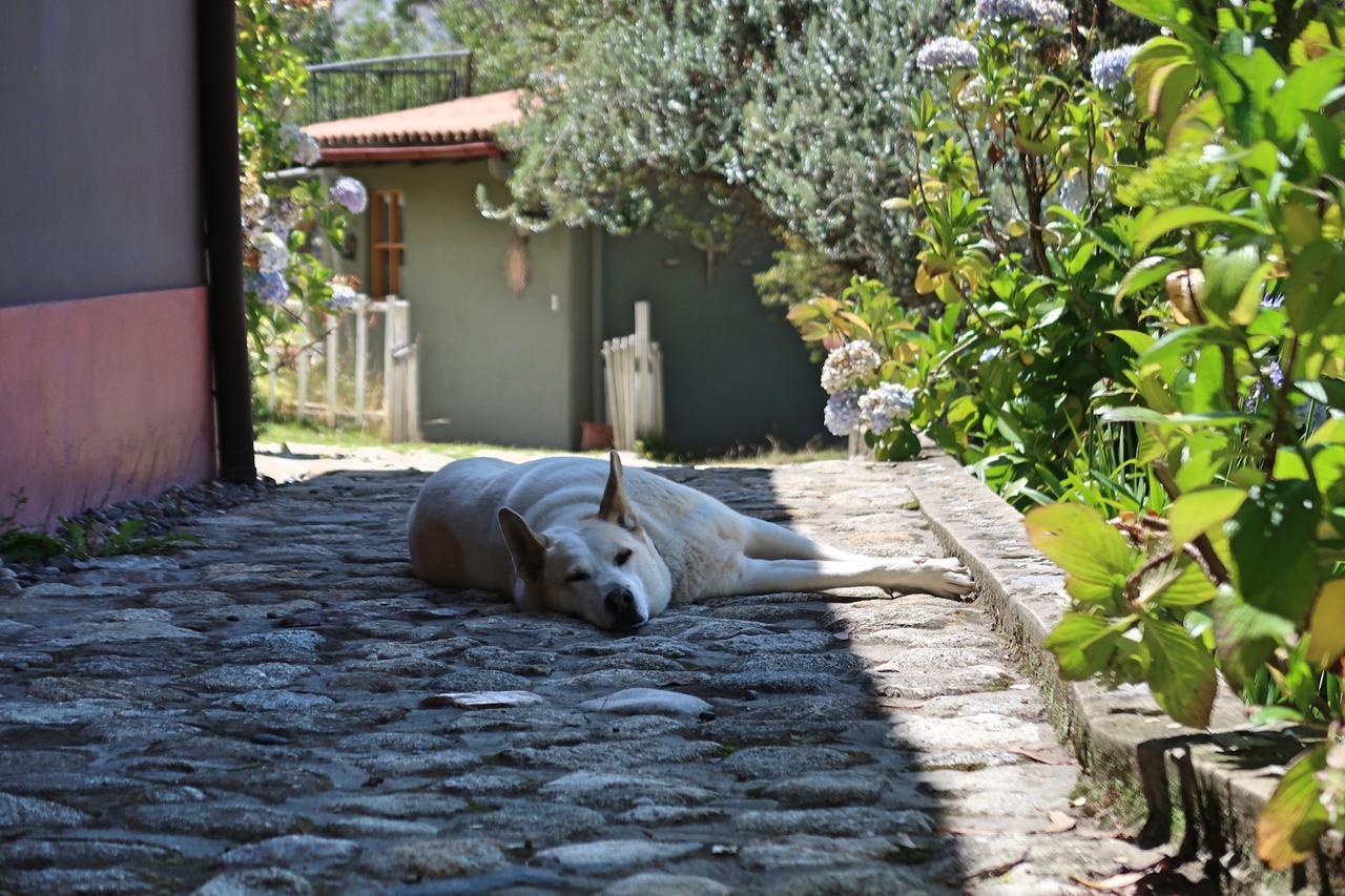 חוארז The Lazy Dog Inn A Mountain Lodge מראה חיצוני תמונה
